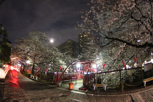 中目黒の桜