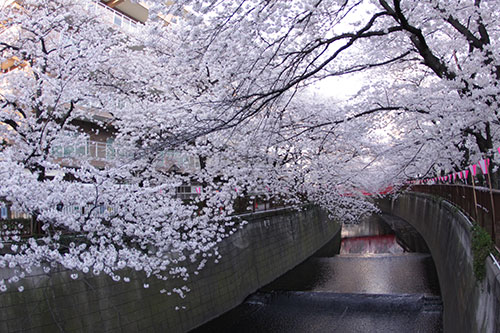 2014年目黒川の桜