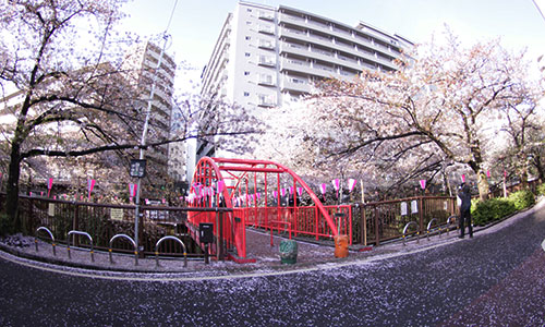 目黒川の桜 2016.4.8