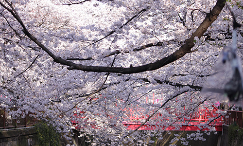 2015年の目黒川の桜