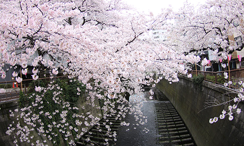 2017年 目黒川の桜