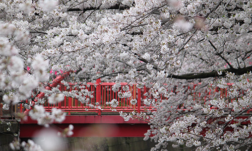 2017年 目黒川の桜