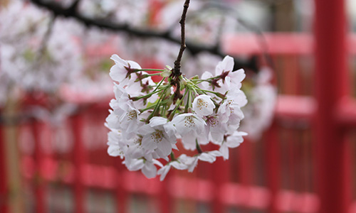 2017年 目黒川の桜