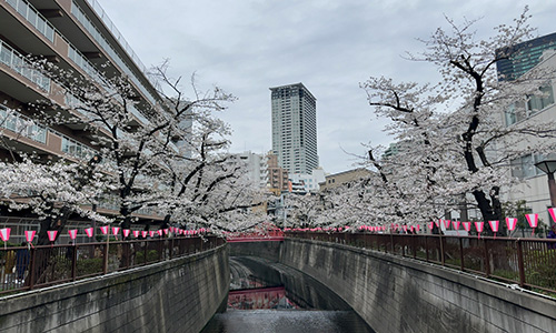 中目黒 目黒川 桜 さくら 中の橋 2024 sakura apple iPhone 14 Pro Max - Studio Milehigh